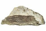 Dinosaur (Triceratops) Frill Shield Section - Montana #347975-1